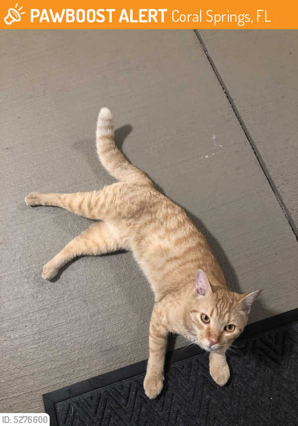 Found/Stray Male Cat last seen Near NW 34th St & NW 108th Dr, Coral Springs, FL 33065