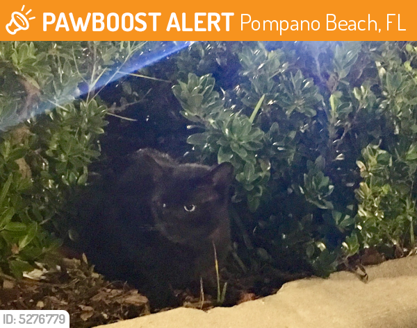 Found/Stray Unknown Cat last seen W Sample Rd, Pompano Beach, FL 33067