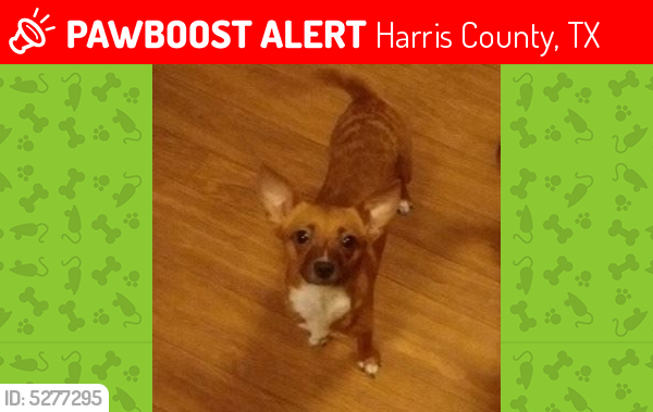Lost Female Dog last seen Near Timbercrest Village Dr & Sugar Leaf Trl, Harris County, TX 77389
