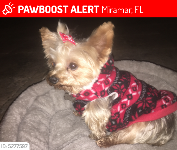 Lost Female Dog last seen Near SW 141st Ter & SW 53rd St, Miramar, FL 33027
