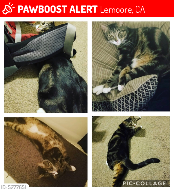 Lost Male Cat last seen Near Hawthorn St & Dogwood Ave, Lemoore, CA 93245