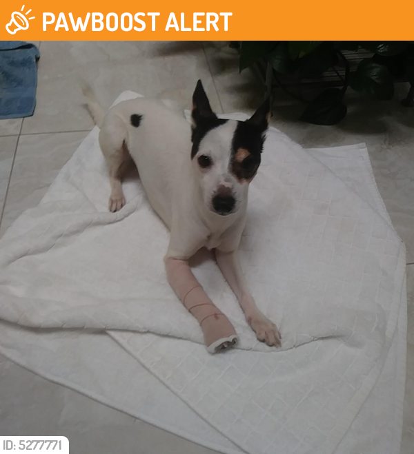Found/Stray Male Dog last seen Near NW 31st Ave & NW 183rd St, Miami-Dade County, FL 33056
