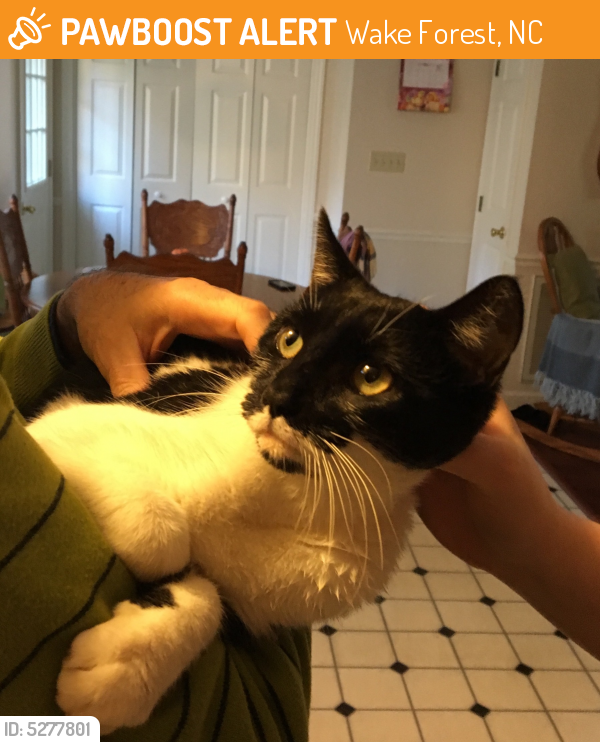 Rehomed Unknown Cat last seen Near Wait Ave & Old Murray Dr, Wake Forest, NC 27587