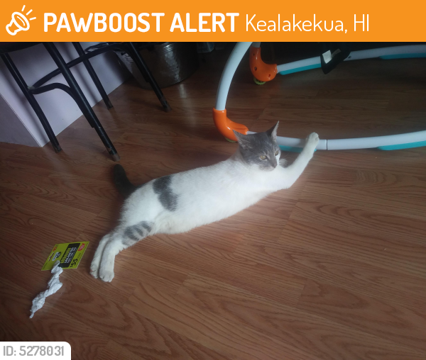 Found/Stray Unknown Cat last seen Kealakekua, Kealakekua, HI 96750