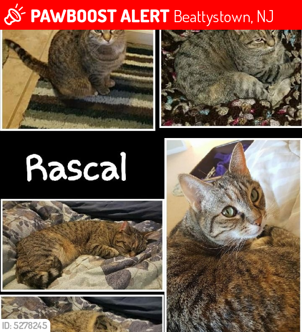 Lost Female Cat last seen Near Baldwin Dr & Nikitin Way, Beattystown, NJ 07840