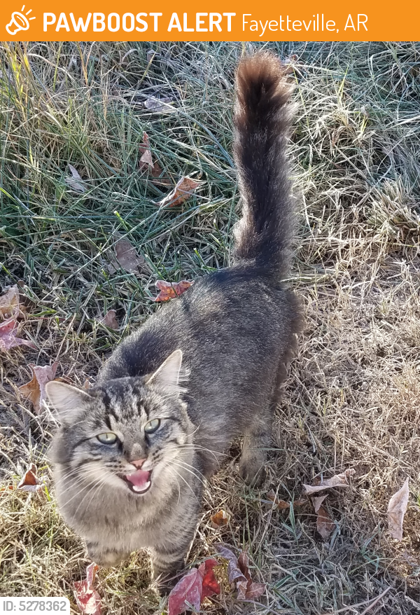 Found/Stray Unknown Cat last seen Highland Church Road, Fayetteville, AR, USA, Fayetteville, AR 72730