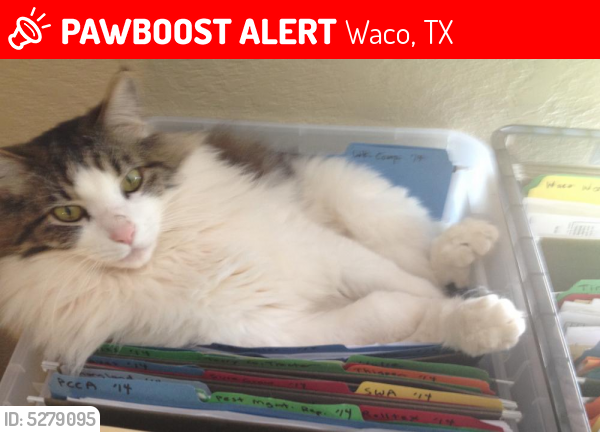 Lost Male Cat last seen Near Downsville Rd 3rd st. , Waco, TX 76706