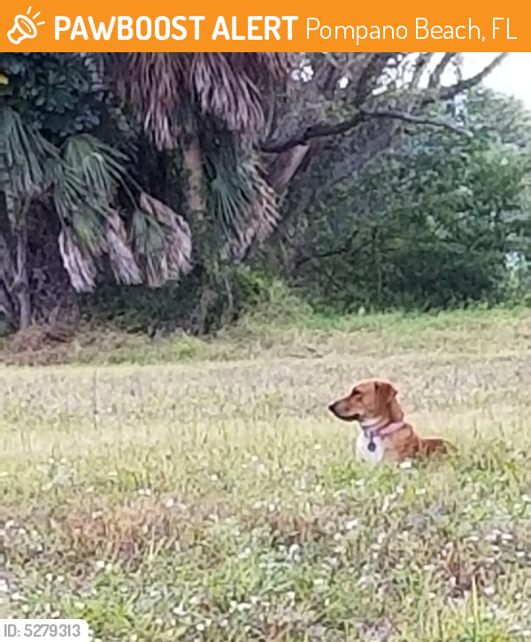 Found/Stray Unknown Dog last seen Race Track Casino parking area in Powerline Rd, Pompano Beach , Pompano Beach, FL 33069