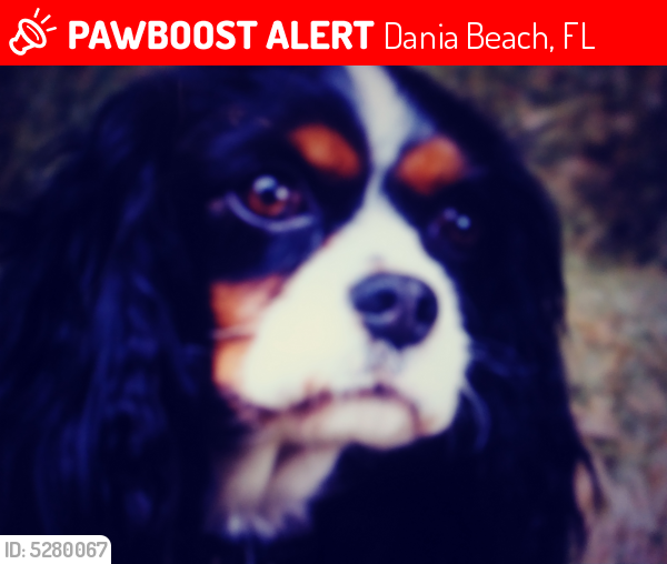 Lost Female Dog last seen Near Watermark Blvd & SE 6th Ave, Dania Beach, FL 33004