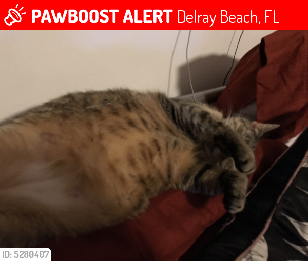 Lost Female Cat last seen Near N Swinton Ave & NE 18st, Delray Beach, FL 33444