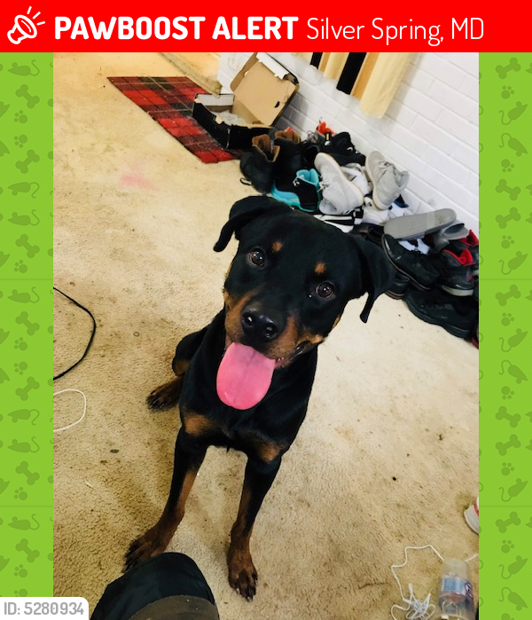 Lost Male Dog last seen Near Spencer Rd & Ross Rd, Silver Spring, MD 20910