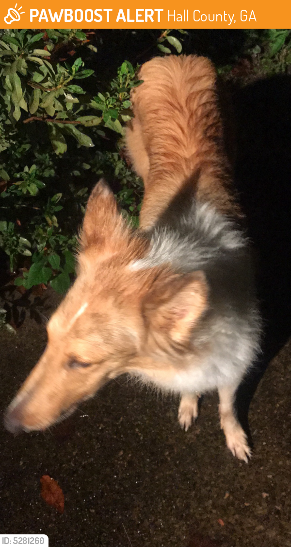 Rehomed Unknown Dog last seen Near Lamp Post Ln & Lamplighters Cove Rd, Hall County, GA 30504