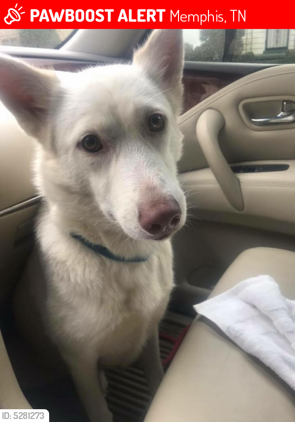 Lost Female Dog last seen powell Avenue and waring rd, Memphis, TN 38122