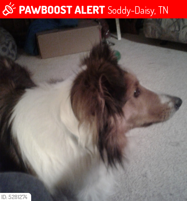 Lost Male Dog last seen Near Daisy Dallas Rd & Hixson St, Soddy-Daisy, TN 37379