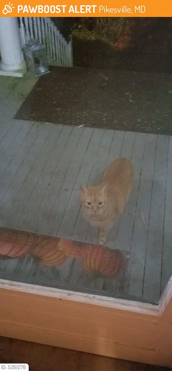 Found/Stray Unknown Cat last seen Near Sudbrook Ln & Windsor Rd, Pikesville, MD 21208