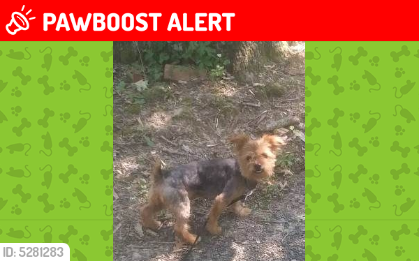 Lost Female Dog last seen Near Allentown Rd & Griff Dr, Fort Washington, MD 20744