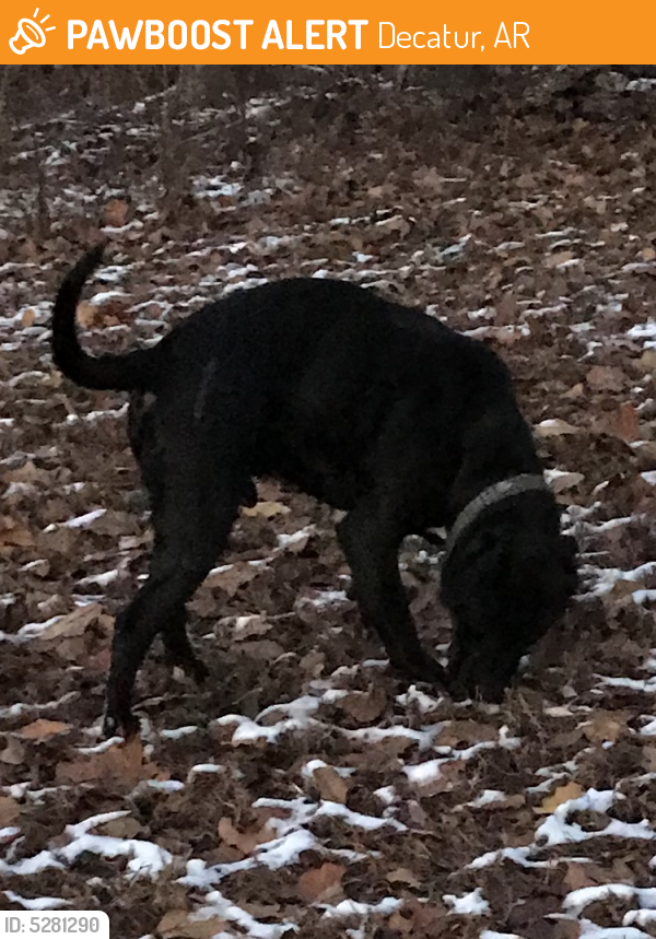 Found/Stray Male Dog last seen Crystal Lake Drive, Decatur, AR, USA, Decatur, AR 72722