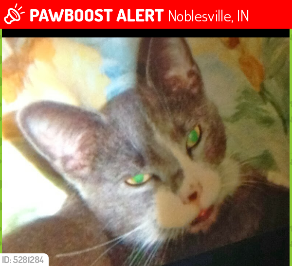 Lost Male Cat last seen Near Outer Bank Rd & Carol Cove Cir, Noblesville, IN 46062
