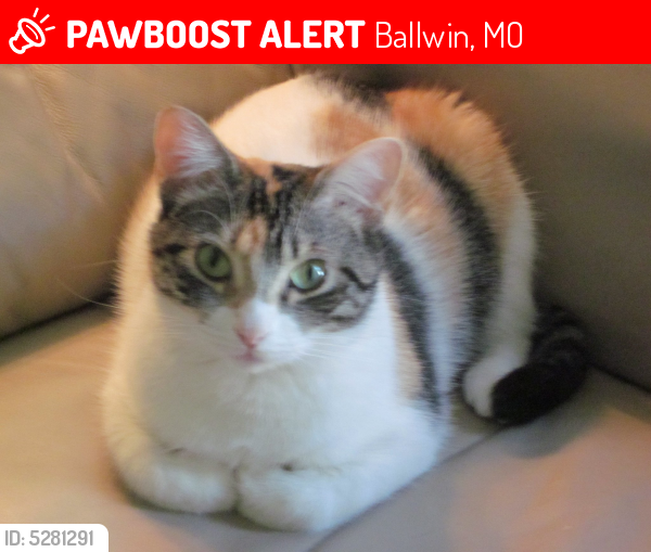 Lost Female Cat last seen Near Arbor Glen Dr & Highland Glen Dr, Ballwin, MO 63021