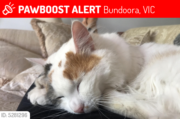 Lost Female Cat last seen Near Dendaryl Drive, Bundoora, VIC 3083