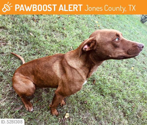 Found/Stray Male Dog last seen CR 359 Hawley Texas , Jones County, TX 79525