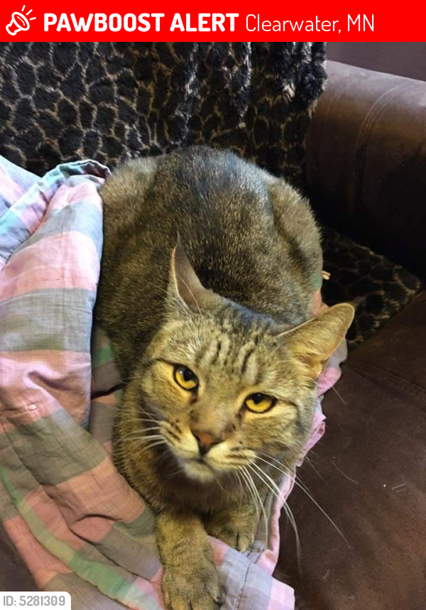 Lost Male Cat last seen Near Driftwood Rd & 17th Ave E, Clearwater, MN 55320