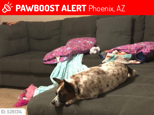 Lost Female Dog last seen Near W Leisure Ln & N 30th Dr, Phoenix, AZ 85086