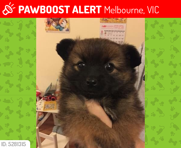 Lost Female Dog last seen Barry Road, Thomastown VIC, Australia, Melbourne, VIC 