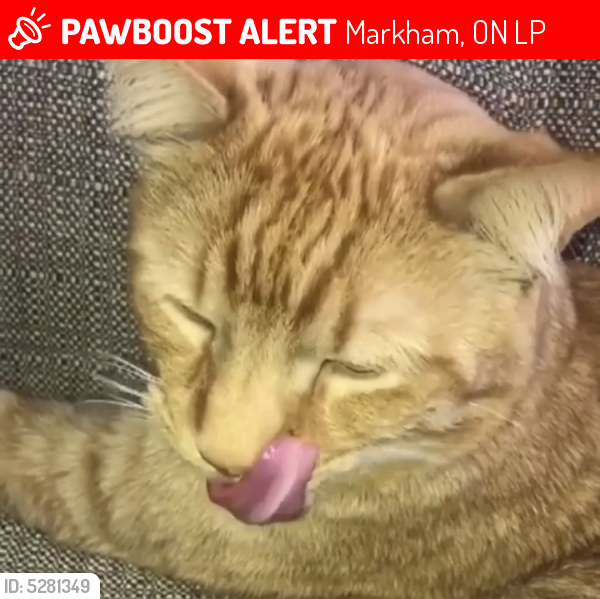 Lost Male Cat last seen Manhattan Drive, Unionville, ON, Canada, Markham, ON L3P