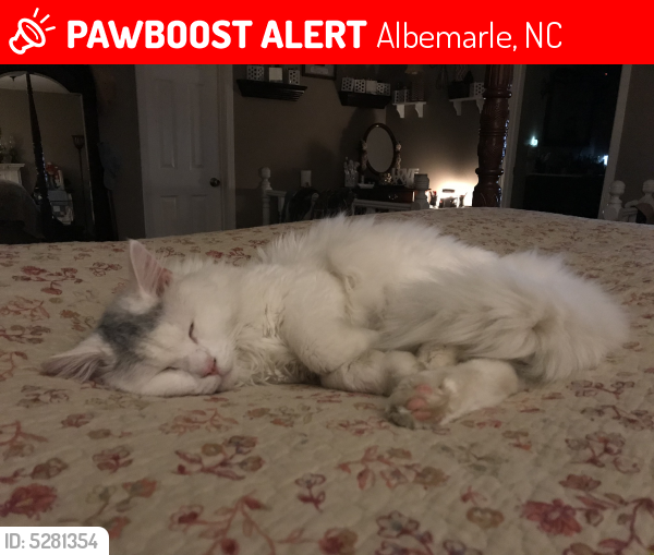 Lost Male Cat last seen Near Tanglewood Dr & Emerald Ln, Albemarle, NC 28001
