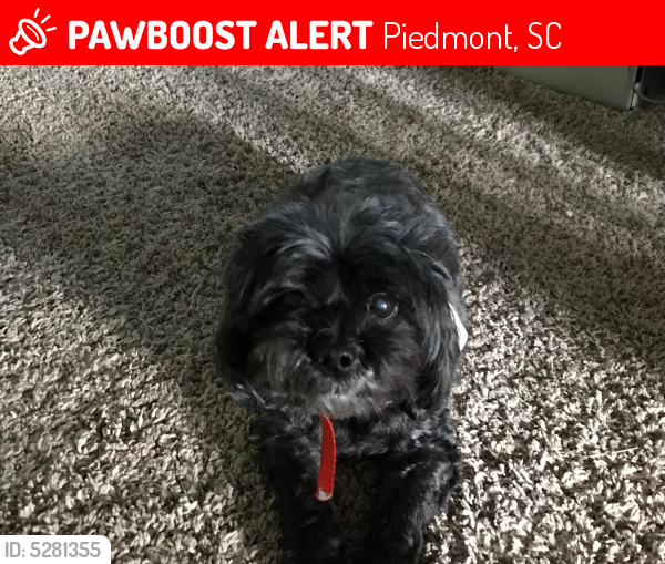 Lost Male Dog last seen Near Piedmont Golf Course Rd & Old Pelzer Rd, Piedmont, SC 29673