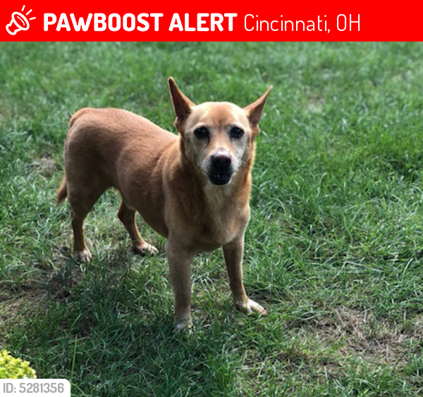 Lost Male Dog last seen Near Timberwood Ln & Radcliff Ln, Cincinnati, OH 45241