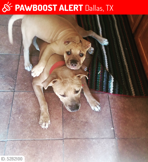 Lost Female Dog last seen Near Eisenhower Dr & W Corning Ave, Dallas, TX 75224