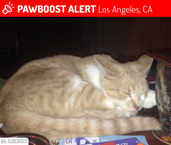 Lost Male Cat last seen Near S Denker Ave & W 91st St, Los Angeles, CA 90047