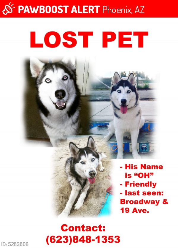 Lost Male Dog last seen Near W Wier Ave & S 17th Ave, Phoenix, AZ 85041