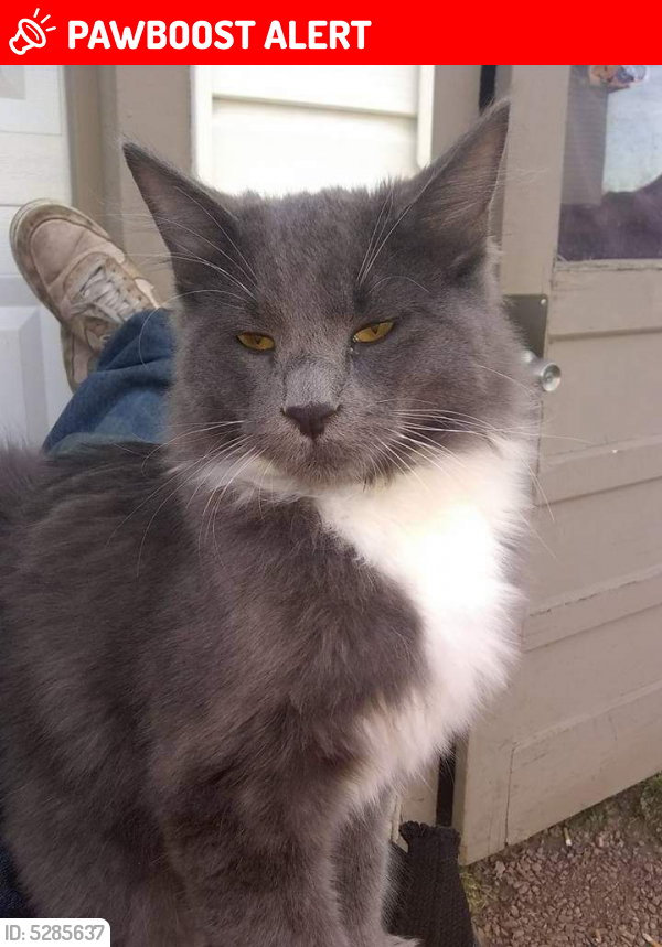 Lost Male Cat last seen Union and constitution, Colorado Springs, CO 80909