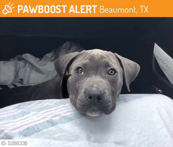 Found/Stray Unknown Dog last seen Near Medical Center Dr & Hospital Dr, Beaumont, TX 77701