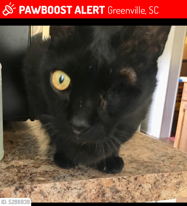 Lost Male Cat last seen Near Miller Rd & Corn Rd, Greenville, SC 29681