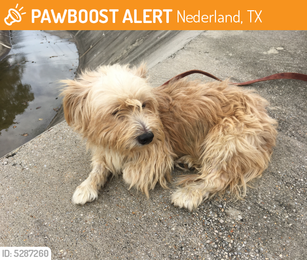 Found/Stray Male Dog last seen Near 17th St & Canal, Nederland, TX 77627