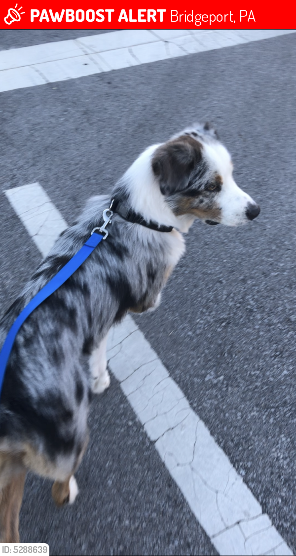 Lost Male Dog last seen Jefferson and Tose St, Bridgeport, PA 19405