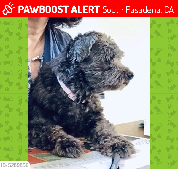 Lost Female Dog last seen Near Huntington Dr & Fremont Ave, South Pasadena, CA 91030