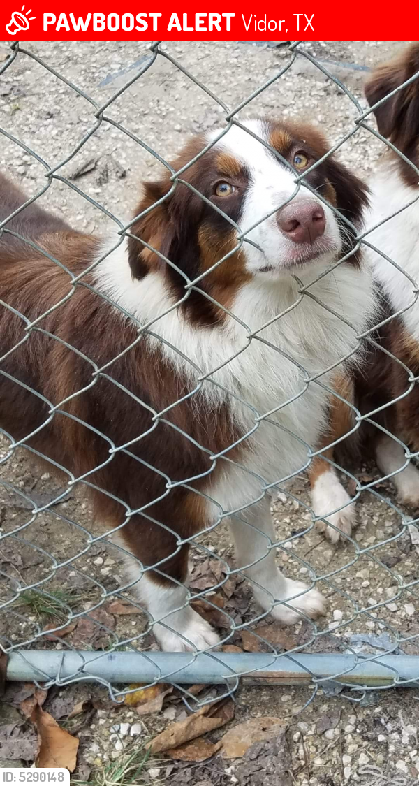 Lost Female Dog last seen Near Sugarmill Rd & Lakeview Cutoff , Vidor, TX 77662