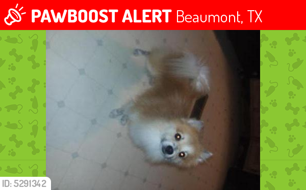 Lost Male Dog last seen Near N 23rd St & Harrison Ave, Beaumont, TX 77706