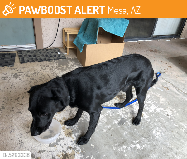Found/Stray Male Dog last seen Near W 10th St & N Revere, Mesa, AZ 85201
