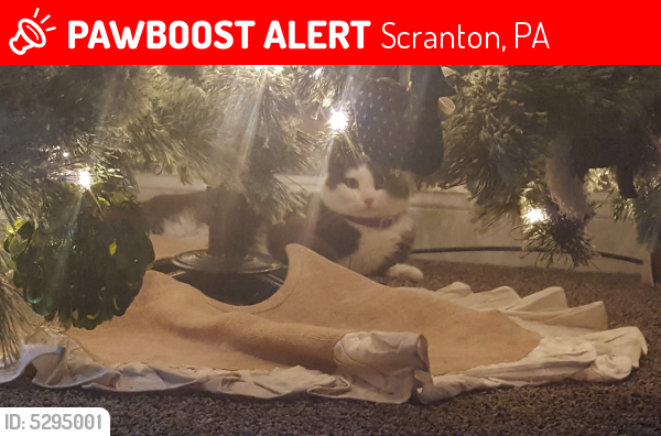 Lost Male Cat last seen Near Ferdinand St & W Pass Ave, Scranton, PA 18508