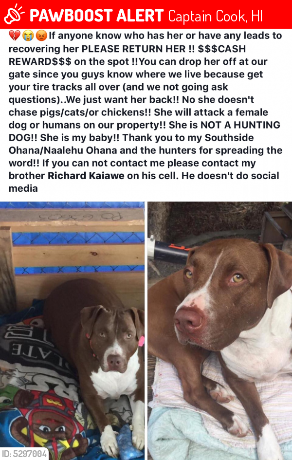 Lost Female Dog last seen Near Hawaii Belt Rd & Kaohe Mauka Rd, Captain Cook, HI 96704