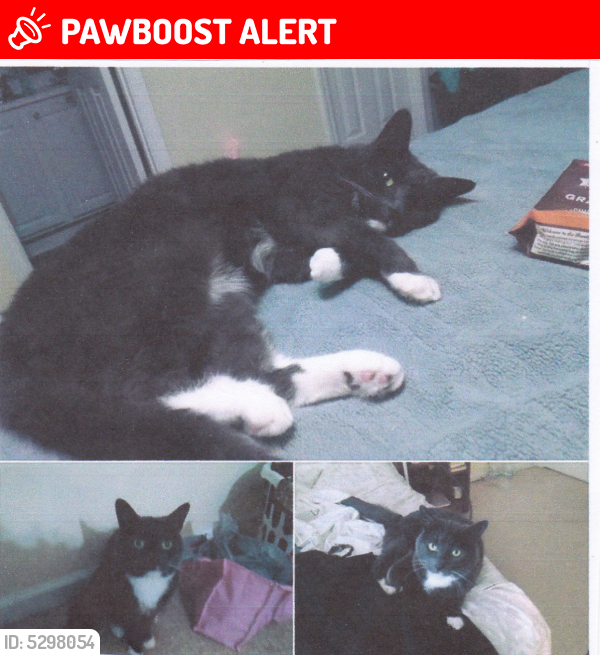 Lost Female Cat in Lexington County, SC 29053 Named Mittens (ID