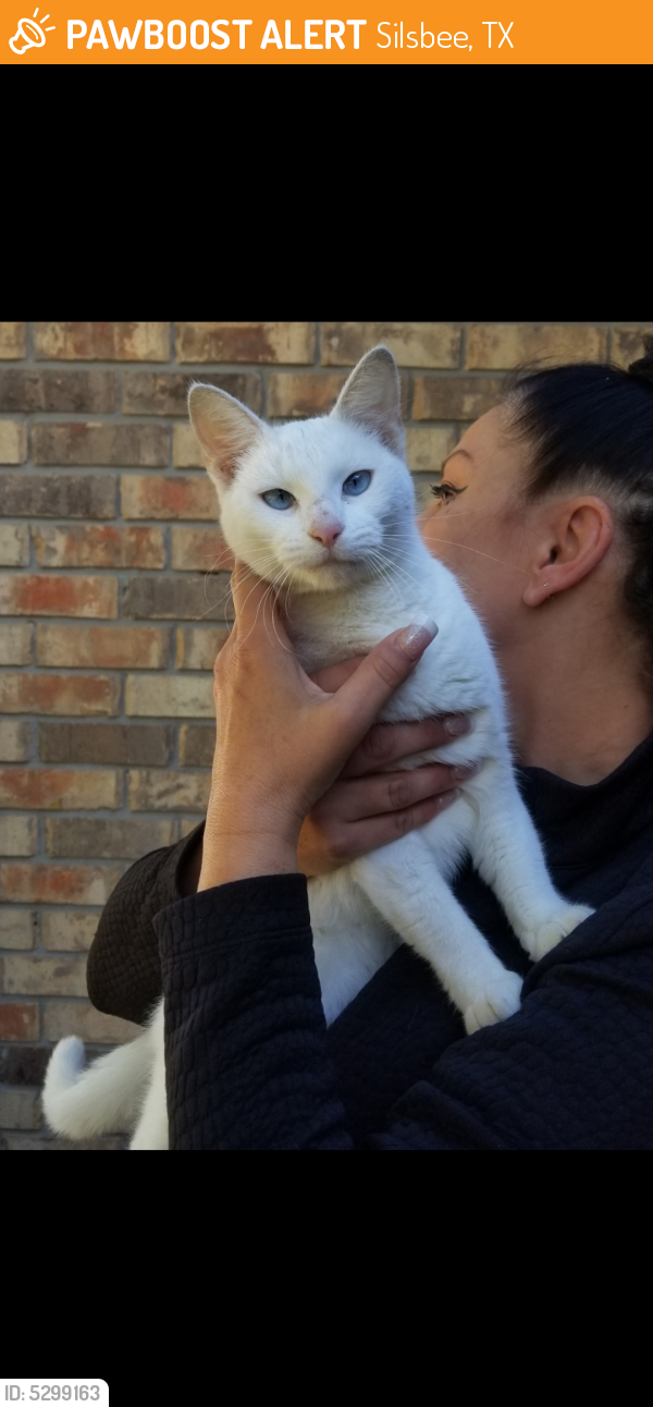Found/Stray Unknown Cat last seen Near Winnie Cir & George St, Silsbee, TX 77656