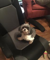 Reunited Female Dog last seen Near Stone Ridge Dr & Stone Ridge Ct, Nashville, TN 37211