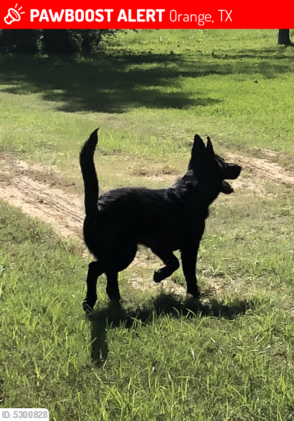 Lost Female Dog last seen Near Old US Hwy 90 & Tulane Rd, Orange, TX 77630